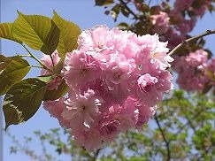早いものでもう八重桜の季節です